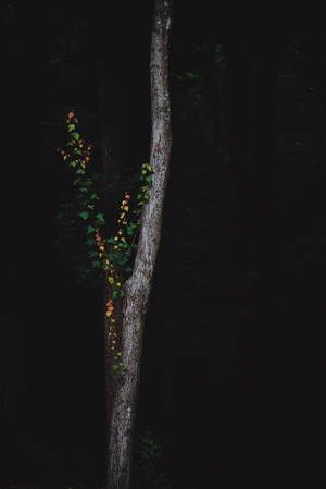 Explore The Secrets Of The Dark Forest Wallpaper