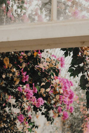Exquisite Bougainvilleas In Full Bloom Showcasing Classic Vintage Flower Aesthetic Wallpaper