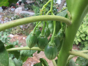 Exquisite Bundle Of Green Tamarillo Fruits Wallpaper