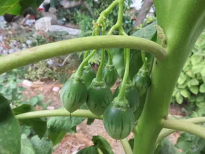 Exquisite Bundle Of Green Tamarillo Fruits Wallpaper