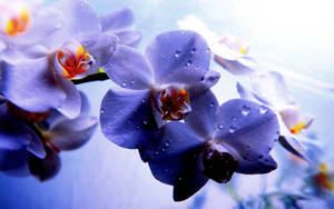 Exquisite Dew-kissed Orchid Flowers Wallpaper