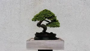 Exquisite Moyogi-style Bonsai Tree In Its Natural Setting Wallpaper