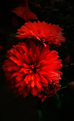 Exquisite Red Dahlia Flowers Wallpaper