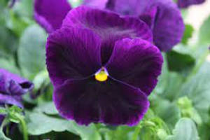 Extreme Close-up Shot Purple Pansy Wallpaper