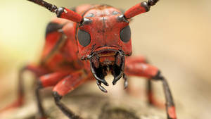 Face Ant Wallpaper