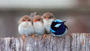 Fairywren Birds Unique Hd Wallpaper