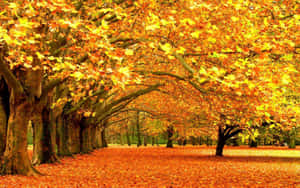 Fall Colors Yellow Tree Leaves Wallpaper