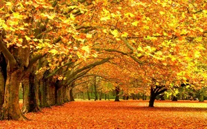 Fall Colors Yellow Tree Leaves Wallpaper