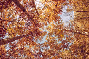 Fall's Beauty On Display With Vibrant Orange Leaves Wallpaper