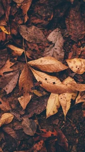 Fall Tumblr Dried Leaves On Ground Wallpaper