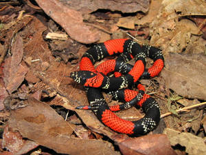 False Coral Snake Lying On Dried Leaves Wallpaper