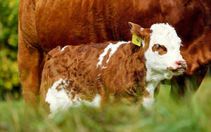 Farm Animals Focusing A Baby Cow Wallpaper