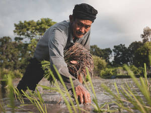 Farmer Planting Rice Wallpaper