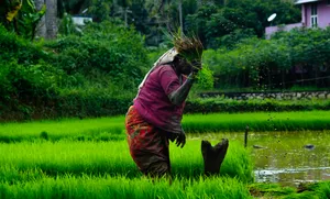 Farmer_ Planting_ Rice_ Seedlings Wallpaper