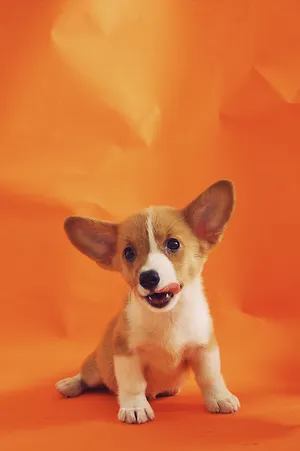 Fawn Pembroke Welsh Corgi Sitting On Orange Textile Wallpaper