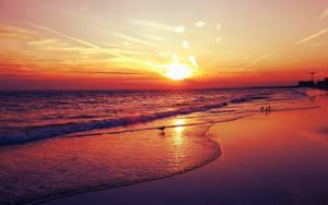 Feeding Birds On Beach During Sunset Wallpaper