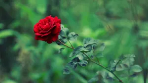 Feel The Beauty Of Nature With This Magnificent Cool Rose! Wallpaper