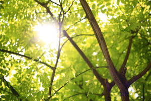 Feel The Warmth Of The Sun Shining Through The Tree Tops Wallpaper
