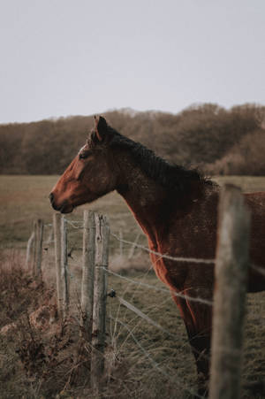 Fenced Horse Iphone Wallpaper