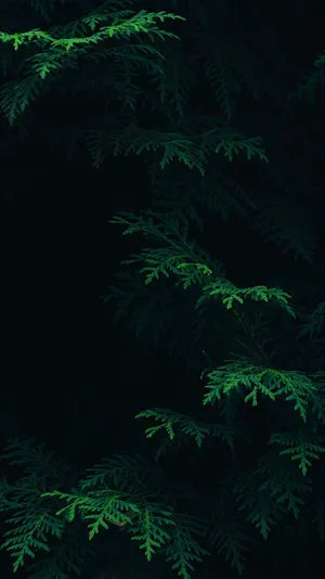 Fern Leaves Dark Green Iphone Wallpaper
