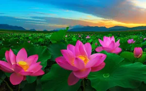 Field Of Lotus At Sunset Wallpaper