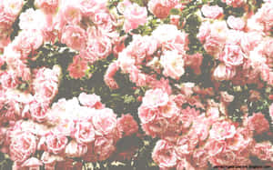 Field Of Red And Pink Roses Wallpaper