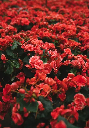 Field Of Red Beauty Wallpaper