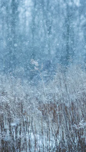 Field With Snow Falling Wallpaper