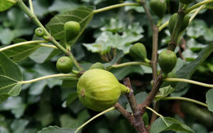 Figs Out Of A Tree Wallpaper