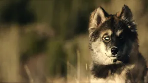 Finnish Lapphund Dog Togo Wallpaper