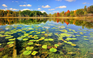 Fishing Lake With Lilies Wallpaper