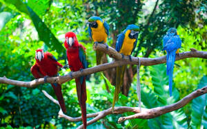 Five Colorful Macaws Tropical Desktop Wallpaper