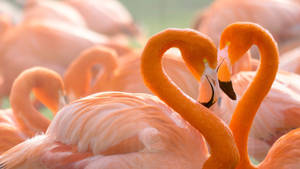 Flamingo Love Birds Heart Wallpaper