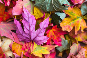 Flat Lay Photography Of Purple And Red Leaves Wallpaper