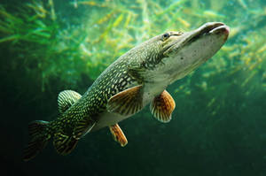 Flat Mouth Pike Fish Wallpaper