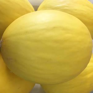 Flawless Canary Melon Wallpaper