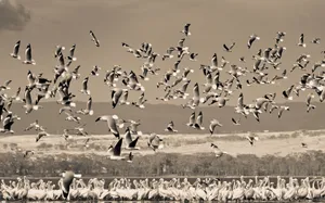 Flock Of Large Birds Over Water Nature Wallpaper