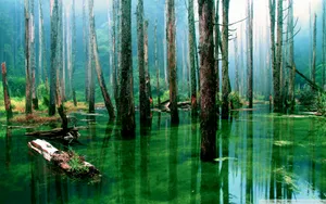 Flooded Forest In Amazonas Wallpaper