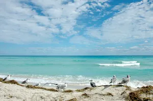Florida Beach Seagulls And Crashing Waves Wallpaper