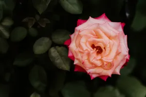 Flourishing Feminine Ombre Wallpaper