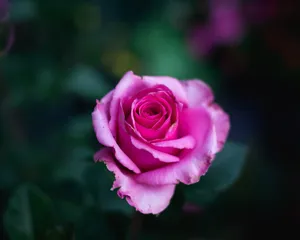 Flower 4k Blooming Pink Rose Wallpaper