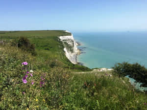 Flower At White Cliffs Of Dover Wallpaper