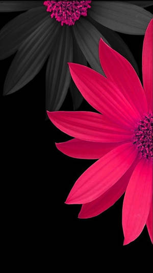 Flower Mobile Daisies Wallpaper