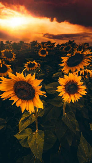 Flower Mobile Sunflowers Wallpaper