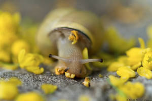 Flower Snail Wallpaper