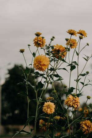 Flower Sprouts Yellow Hd Iphone Wallpaper