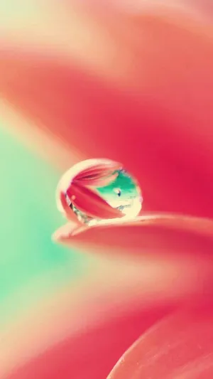 Flower Water Droplet Top Iphone Hd Wallpaper