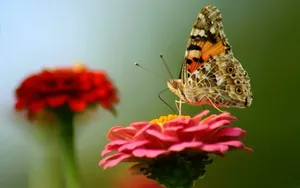 Flowers And Butterflies 1920 X 1200 Wallpaper