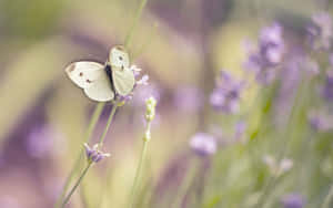 Flowers And Butterflies Dslr Focus Wallpaper