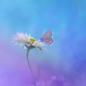 Flowers And Butterflies Pencil Color Artwork Wallpaper